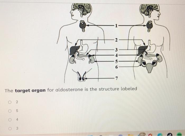 Solved The target organ for aldosterone is the structure | Chegg.com