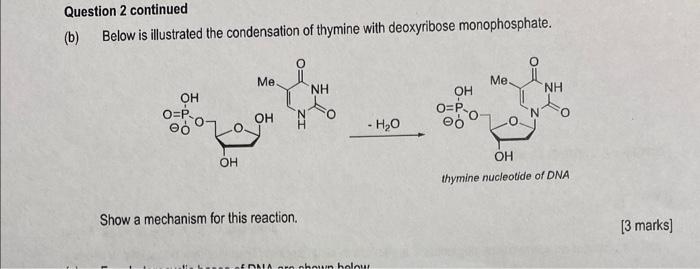 thymine nucleotide