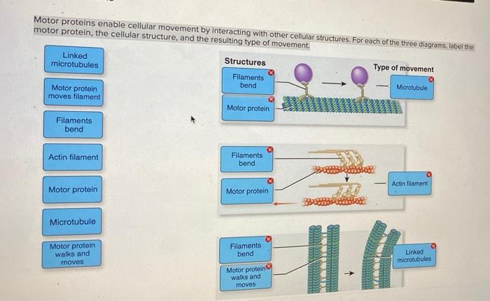 Solved Motor proteins enable cellular movement by | Chegg.com