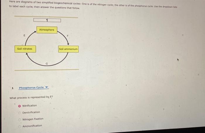 Solved Here are diagrams of two simplified biogeochemical | Chegg.com