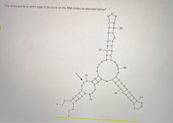 RNA molecule structure