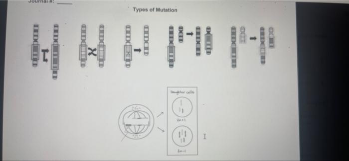 DAT con 1 Den - Types of Mutation DO 1 UDC வமானம் x | Chegg.com