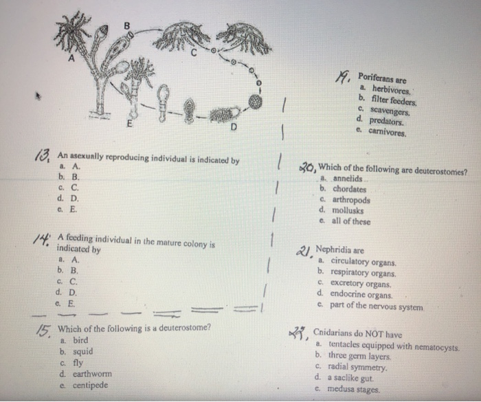 Solved SA Poriferans are a. herbivores. b. filter feeders.