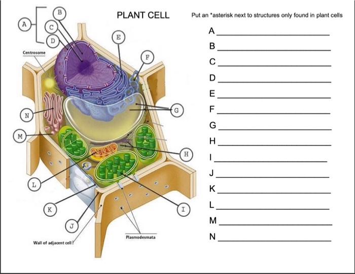 Solved 1 ANIMAL CELL 2 3 3 4 5 6 7 8 9 (10) 10 (11) 11 (14 | Chegg.com