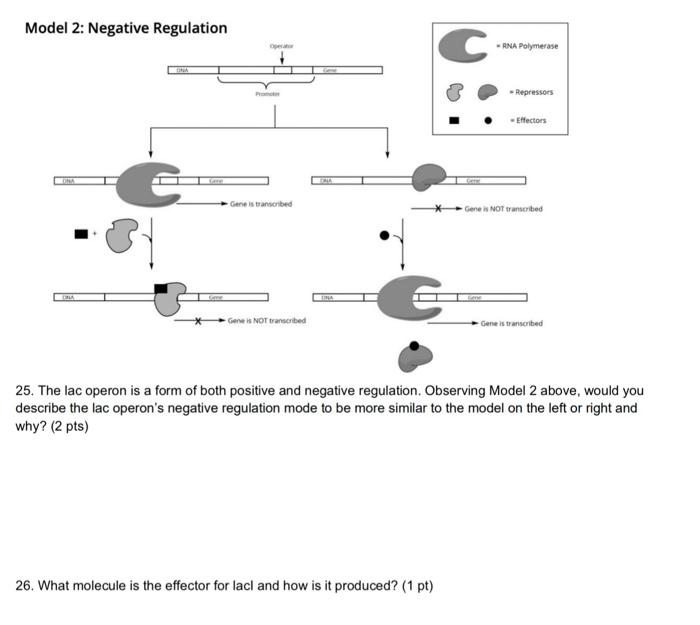 Solved 1 25. The lac operon is a form of both positive and | Chegg.com