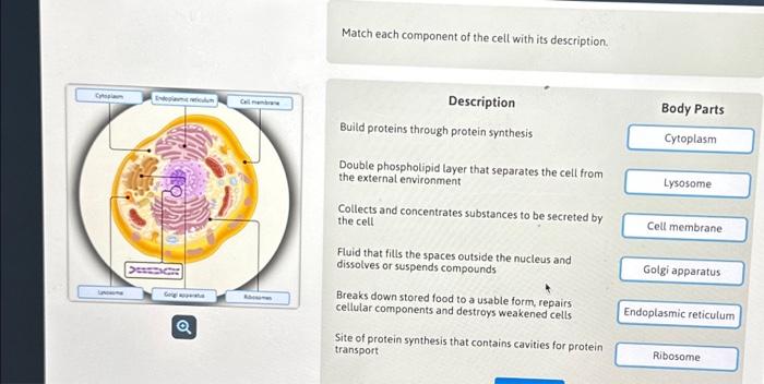 Solved Match Each Component Of The Cell With Its | Chegg.com