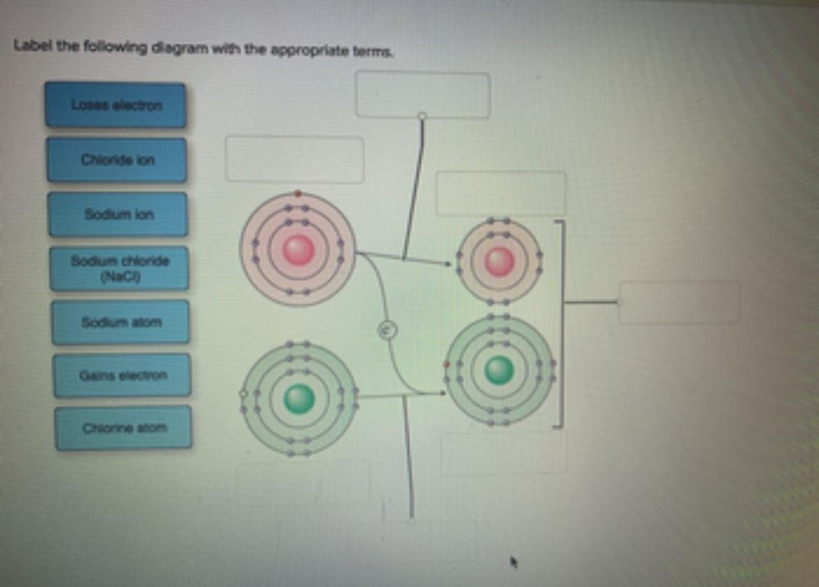 Solved Label the following diagram with appropriate terms | Chegg.com