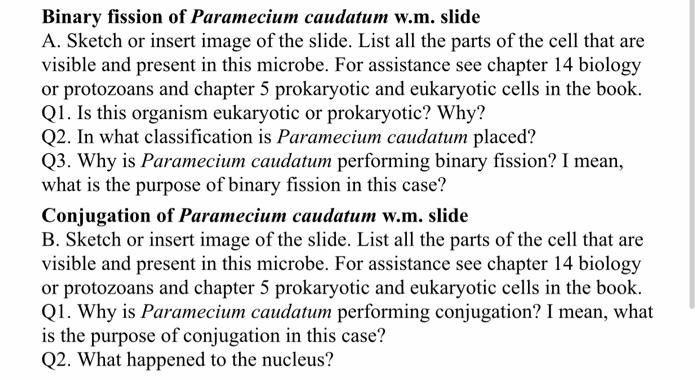 binary fission in paramecium