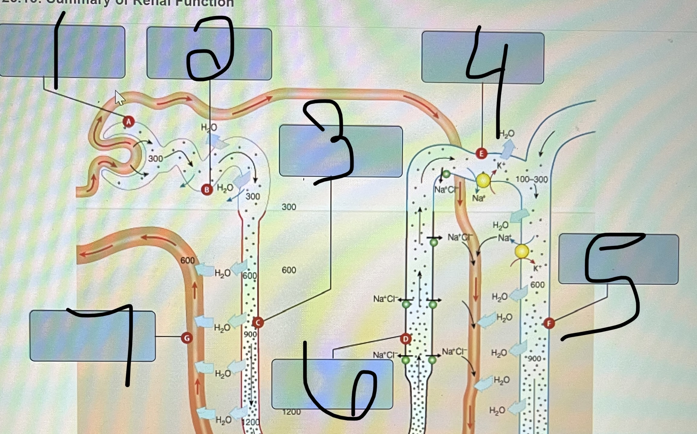 Solved Wordbank- ﻿filtrate forms- ﻿Water absorbed ions are | Chegg.com