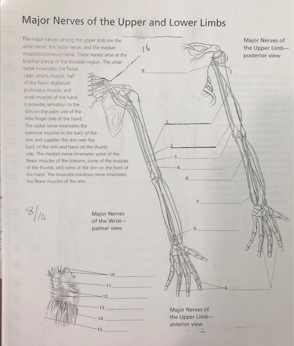 Solved Major Nerves of the Upper and Lower Limbs 16 Major | Chegg.com