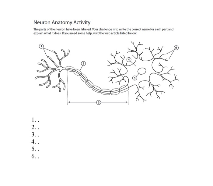 Solved Neuron Anatomy Activity The parts of the neuron have Chegg com