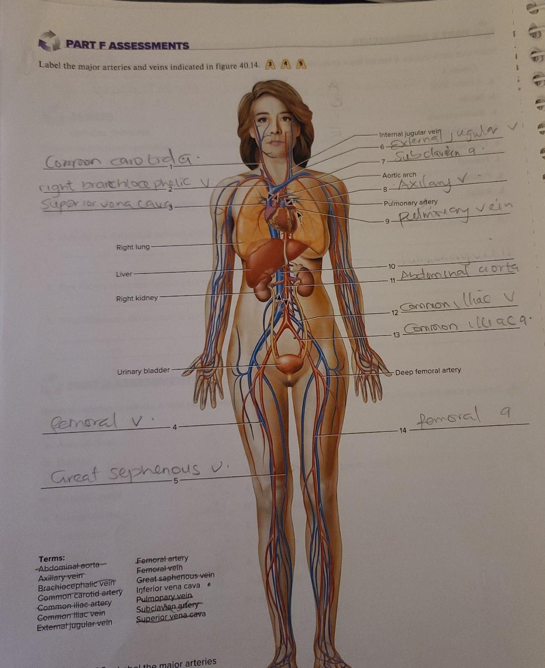 solved-part-fassessments-label-the-major-arteries-and-veins-chegg