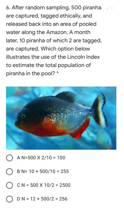 6. After random sampling, 500 piranha are captured, tagged ethically, and released back into an area of pooled water along th