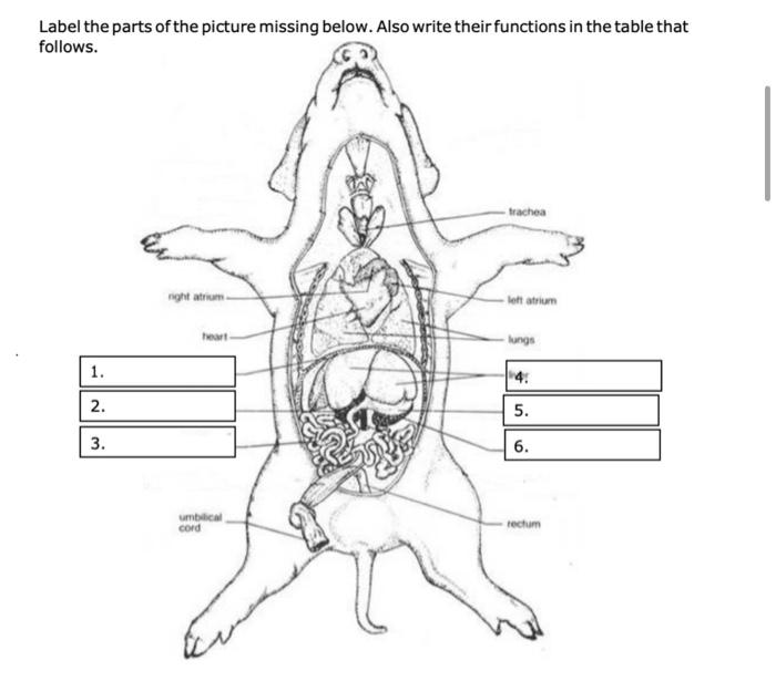 Solved 4. What is the function of rugae in the stomach? | Chegg.com