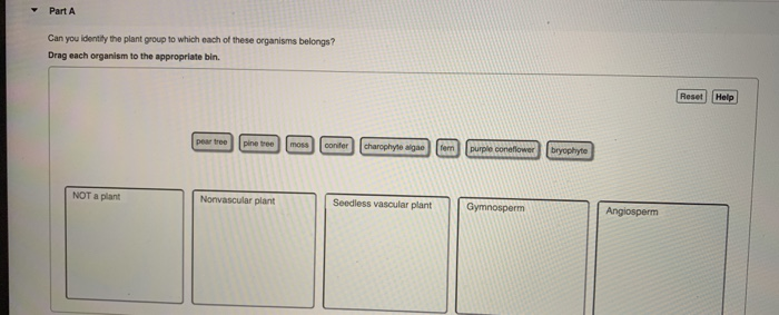 Solved Part A Can you identity the plant group to which each | Chegg.com