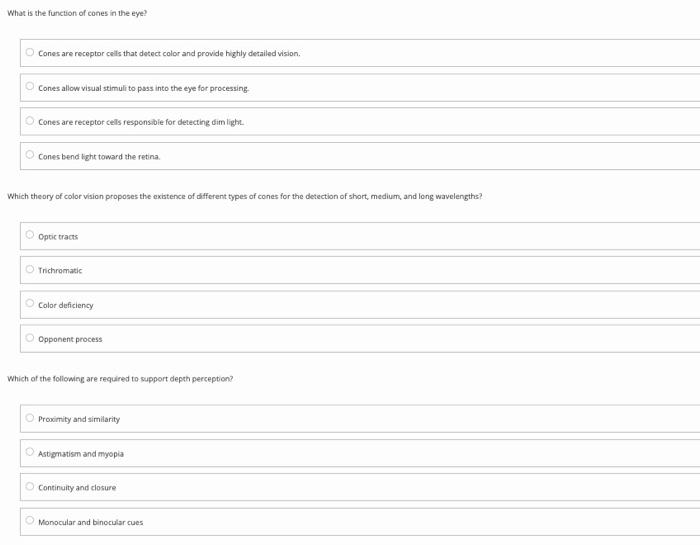 Solved What is the function of cones in the eye? Cones are