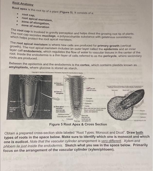 Solved Root Anatomy Root apex is the root tip of a plant | Chegg.com