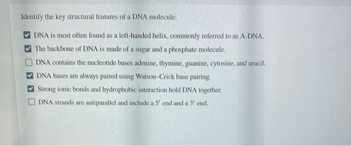 Solved Identify the key structural features of a DNA | Chegg.com
