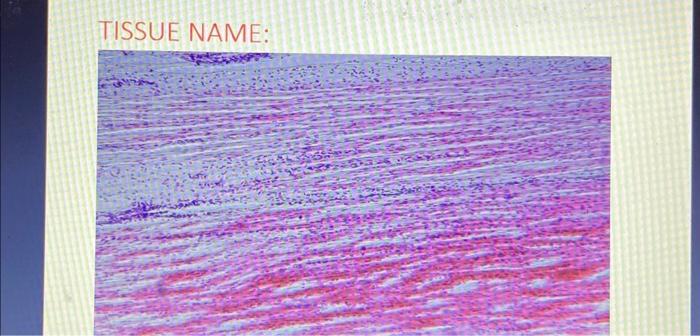Solved TISSUE NAME: TISSUE NAME: | Chegg.com