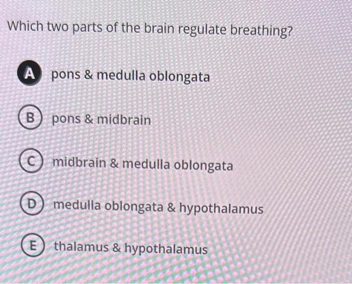 Solved Which two parts of the brain regulate breathing? pons