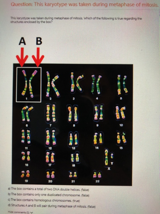 Solved Question: This karyotype was taken during metaphase | Chegg.com