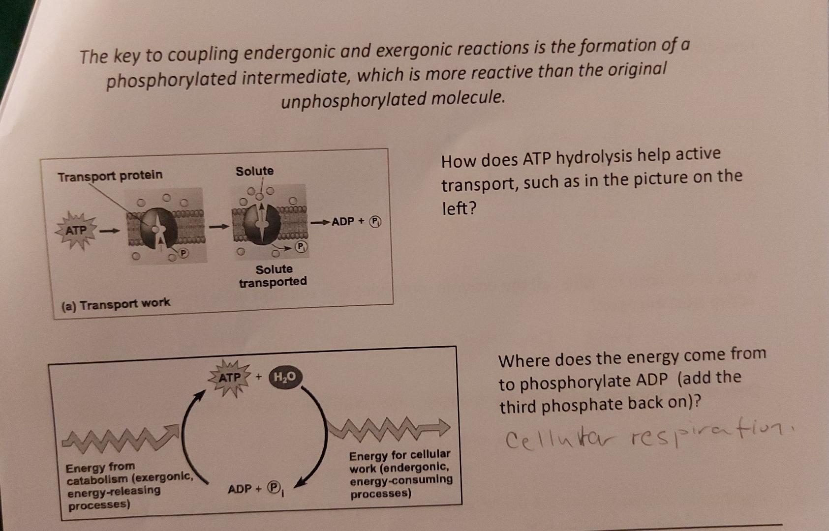 Solved The key to coupling endergonic and exergonic