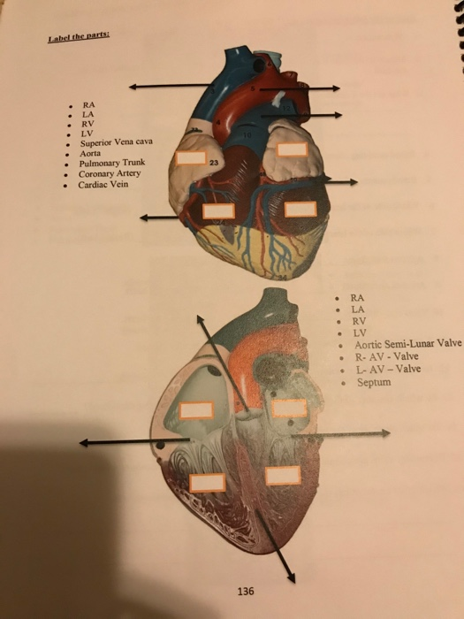Solved BIO 103 Human Biology Lab Manual Label the parts .