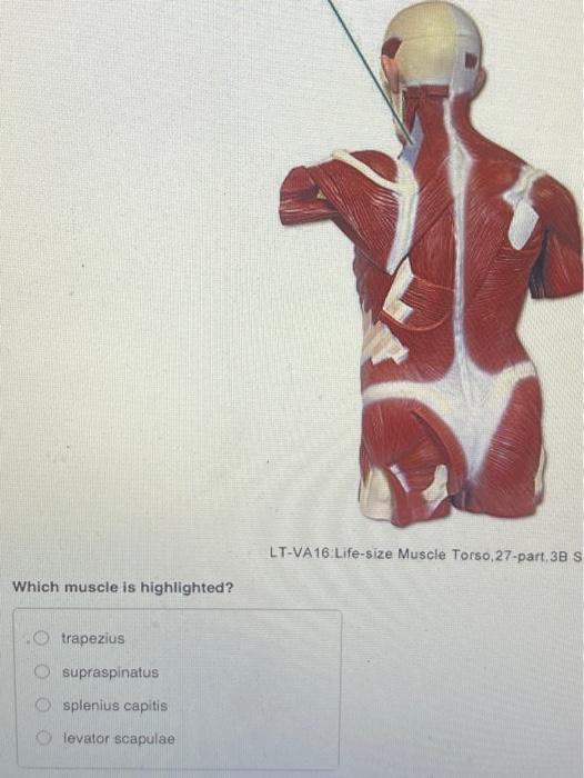 Solved LT-VA 16 Life-size Muscle Torso, 27-part 3B Identify | Chegg.com