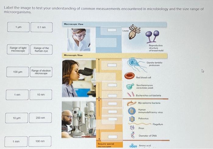 Solved Label The Image To Test Your Understanding Of Common | Chegg.com