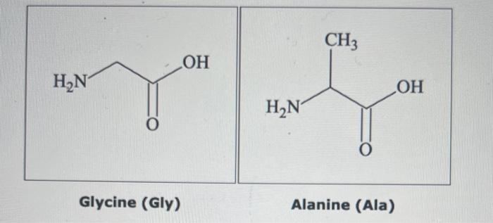 Solved Draw the structure if the tripeptide Gly-Ala-Gly, | Chegg.com