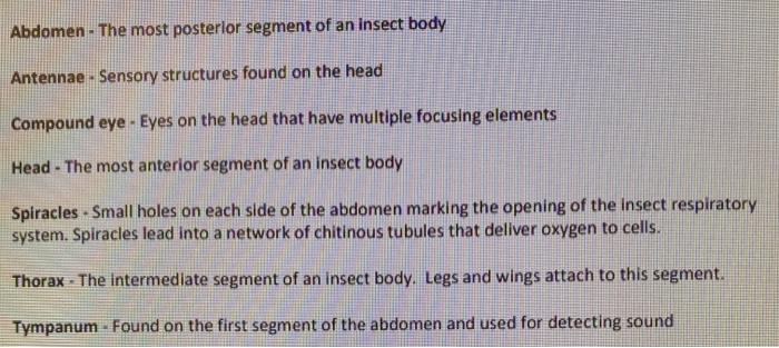 Abdomen - The most posterior segment of an insect body Antennae - Sensory structures found on the head Compound eye - Eyes on