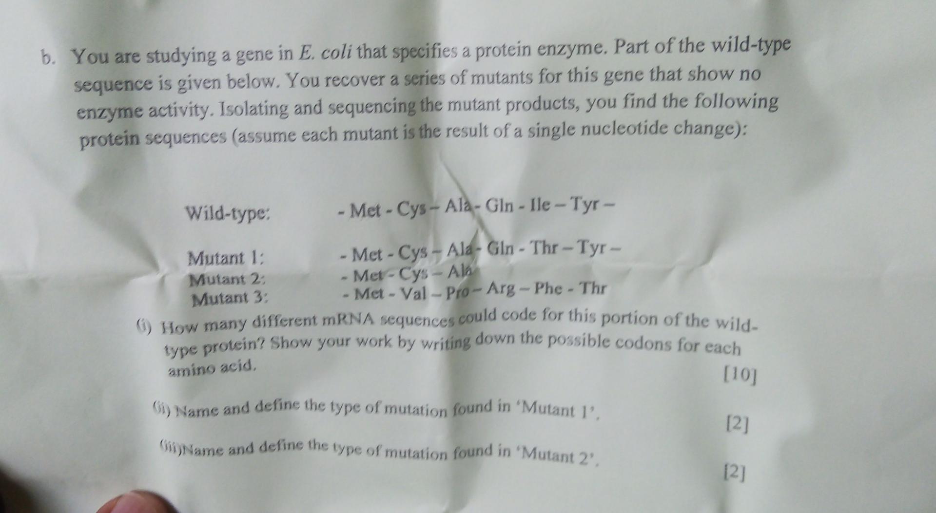 Solved b. You are studying a gene in E. coli that specifies | Chegg.com