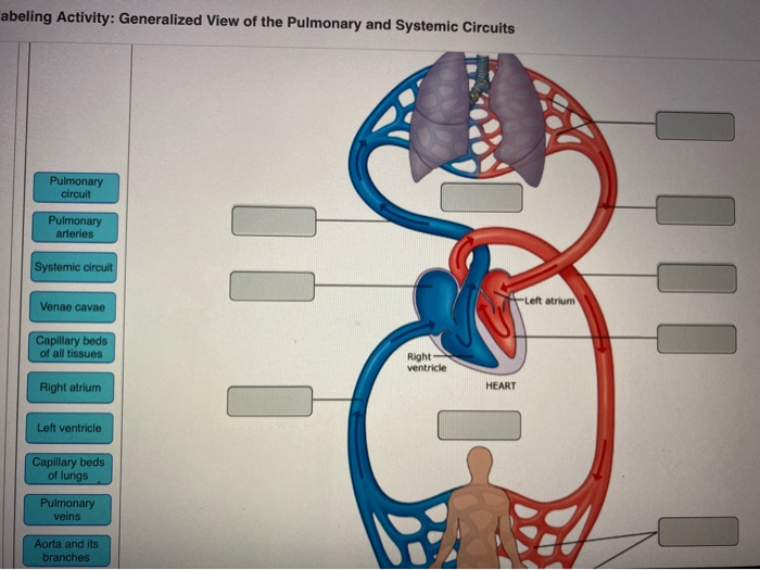 Solved abeling Activity: Generalized View of the Pulmonary | Chegg.com