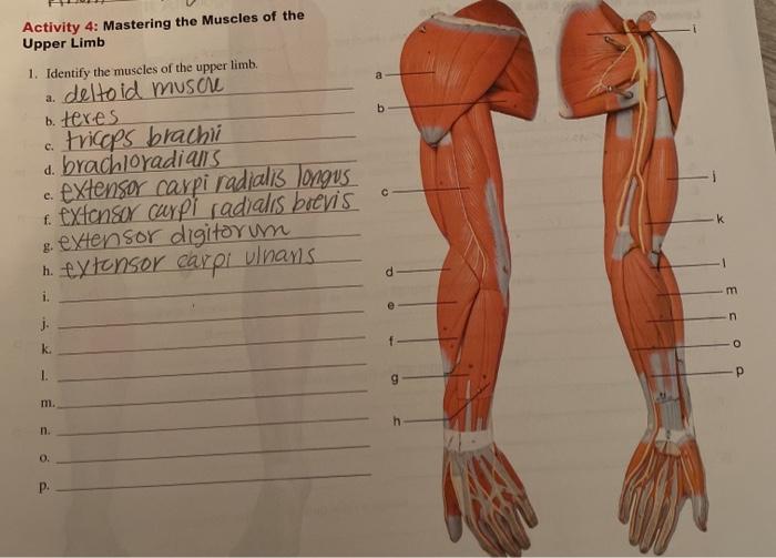 Question B Activity 4 Mastering The Muscles Of The Upper Limb 1