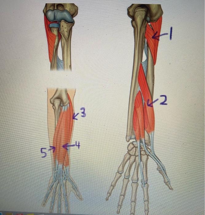 Parts of deals the forearm