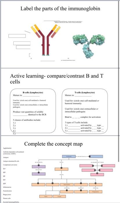 Active Learning- Compare/contrast B And T Cells | Chegg.com