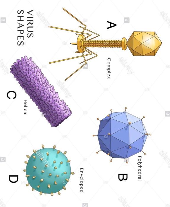 Solved la Polyhedral alann B B. А. Complex a Enveloped alan | Chegg.com