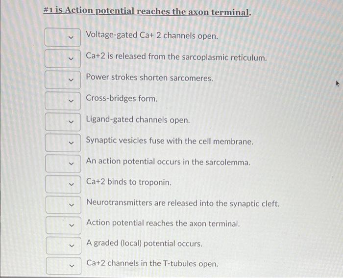Solved #1 is Action potential reaches the axon terminal. | Chegg.com
