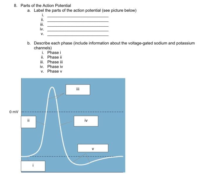 Solved 8. Parts of the Action Potential a. Label the parts | Chegg.com