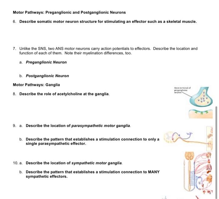 Solved Motor Pathways: Preganglionic and Postganglionic | Chegg.com