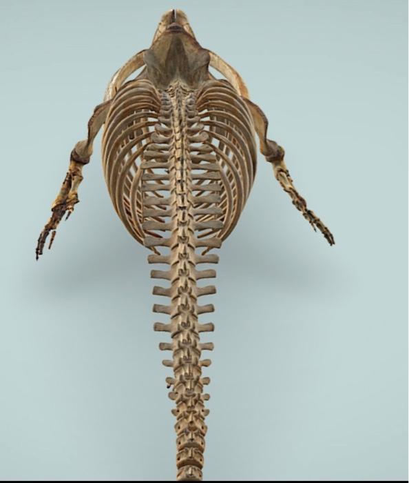 Solved Discuss how the arrangement of these vertebral | Chegg.com
