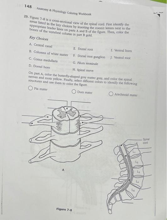 Solved 148 Anatomy & Physiology Coloring Workbook 29. Figure