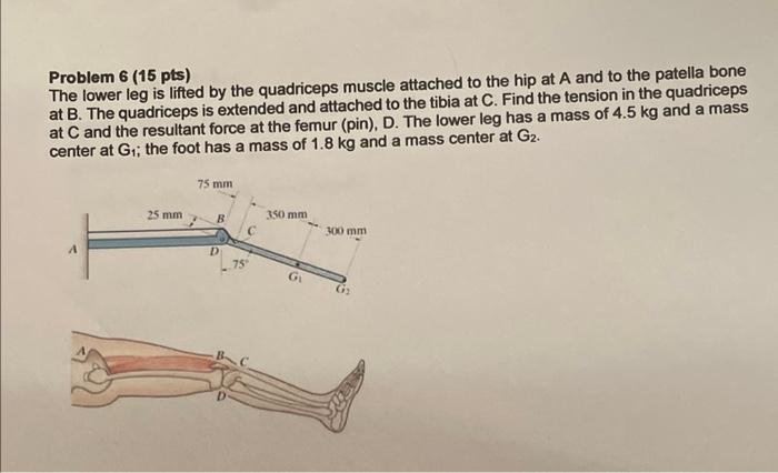 Solved Problem 6 (15 pts) The lower leg is lifted by the | Chegg.com