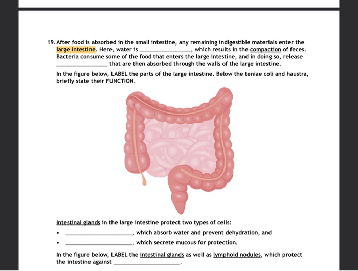 Solved 19. After food is absorbed in the small intestine, | Chegg.com