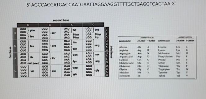 Solved How many amino acids would be present in the | Chegg.com
