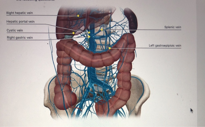 hepatic vein vs portal vein