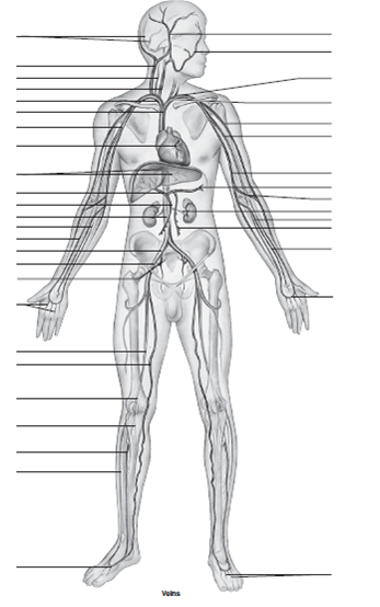 The human arterial and venous systems are diagrammed on... | Chegg.com