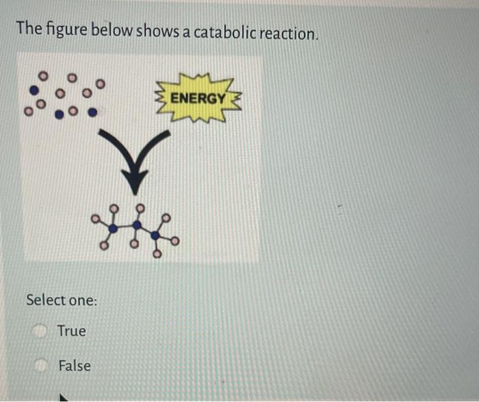 Solved The Figure Below Shows A Catabolic Reaction Select