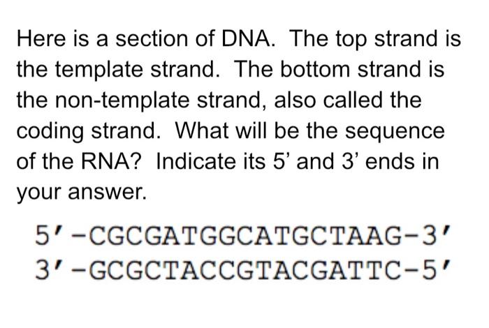 Solved Here is a section of DNA. The top strand is the | Chegg.com