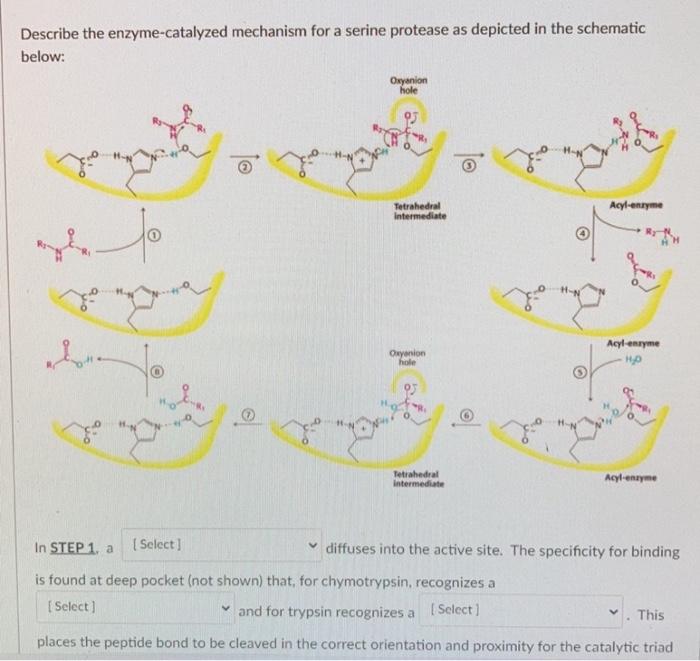 Describe the enzyme-catalyzed mechanism for a serine protease as depicted in the schematic
In STEP 1, a diffuses into the act